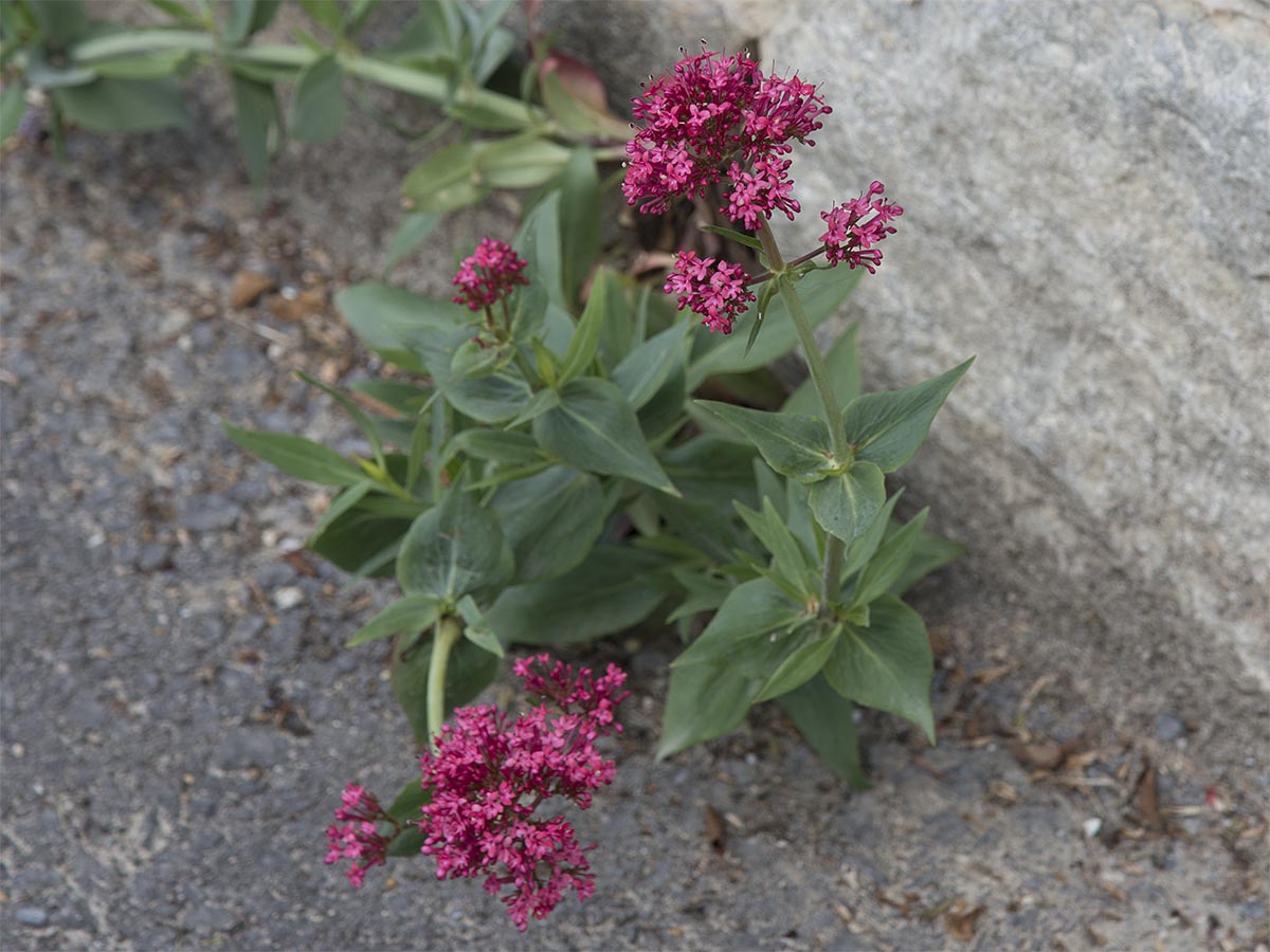 Centranthus ruber